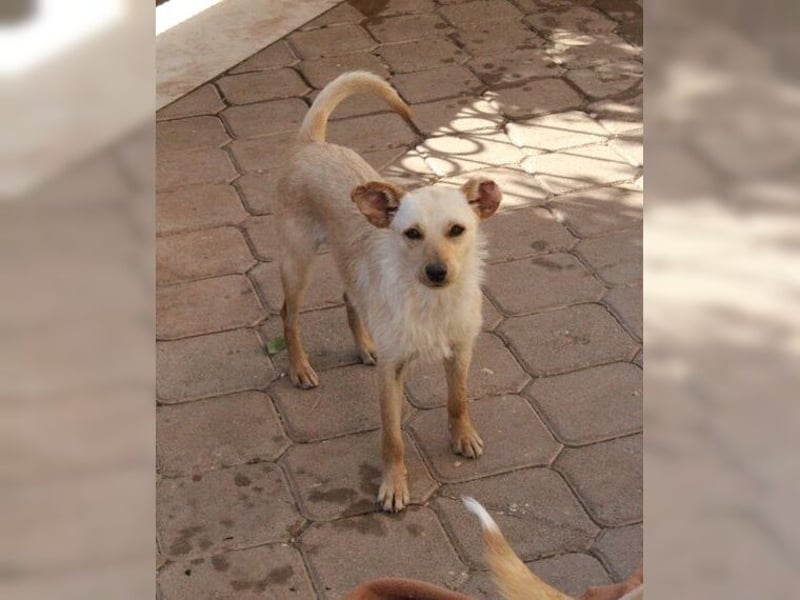 Minu, kleine, zarte, verspielte Zaubermaus