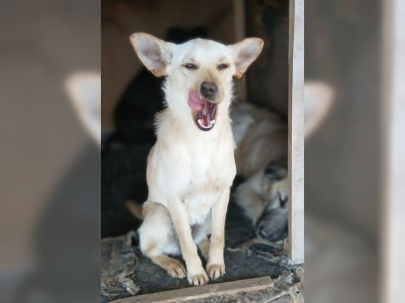 Minu, kleine, zarte, verspielte Zaubermaus