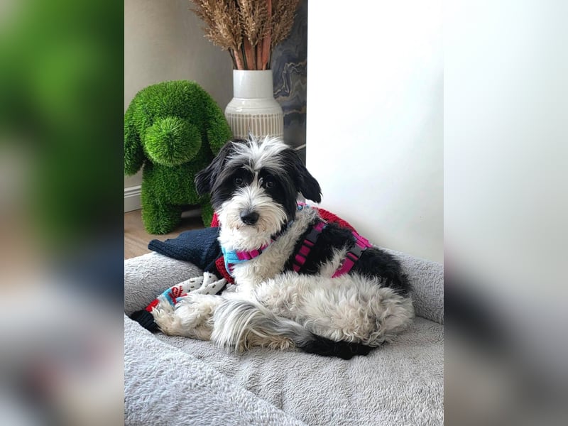 Tilly, Zaubermaus mit Handicap