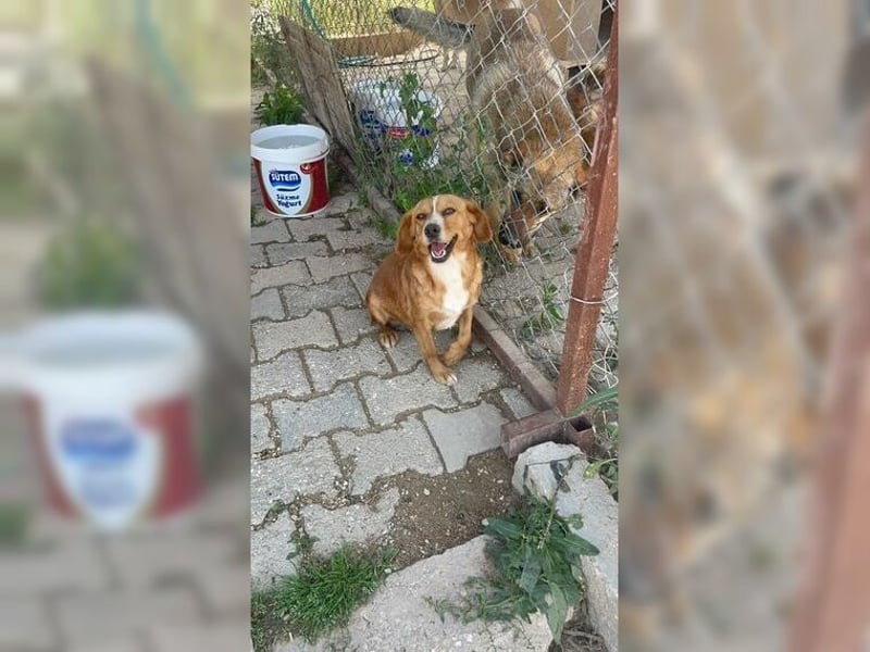 Molly, wenn sie vertraut, wird sie zum Clown