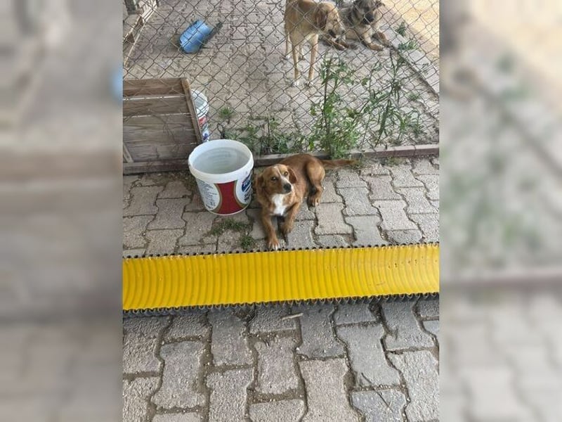 Molly, wenn sie vertraut, wird sie zum Clown