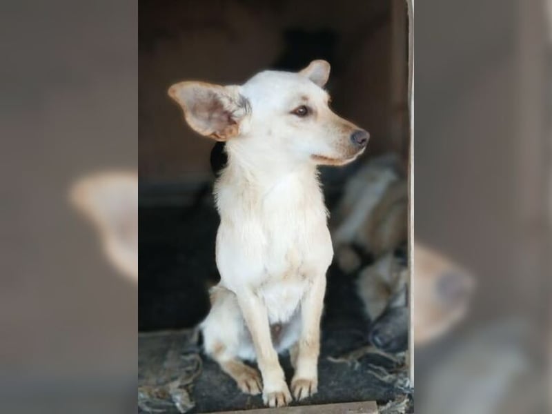 Minu, kleine, zarte, verspielte Zaubermaus