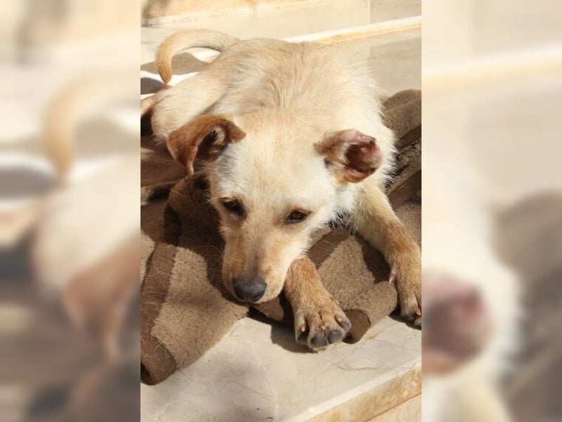 Minu, kleine, zarte, verspielte Zaubermaus