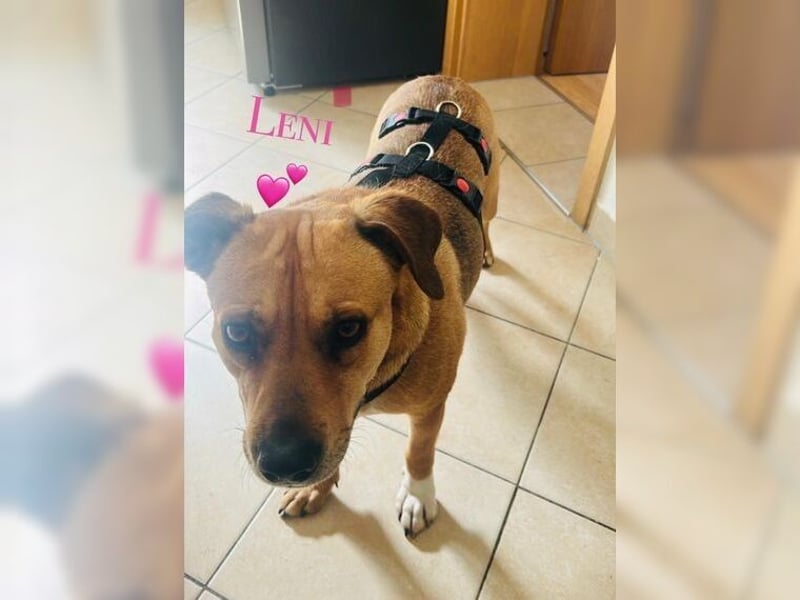 Leni, eine liebevolle Hündin, kinderfreundlich und katzenverträglich
