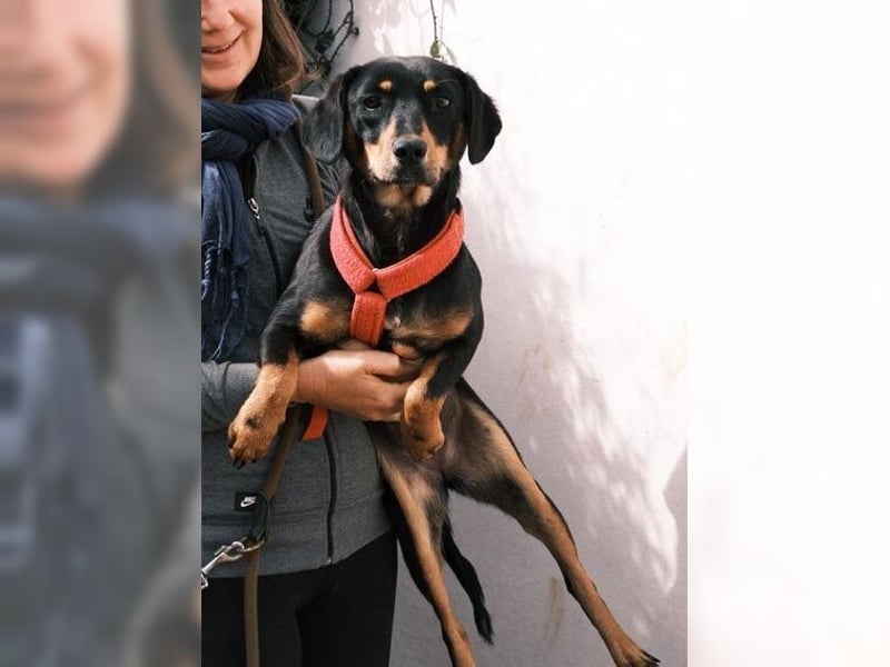 Polly, Angsthündin mit großem Herzen