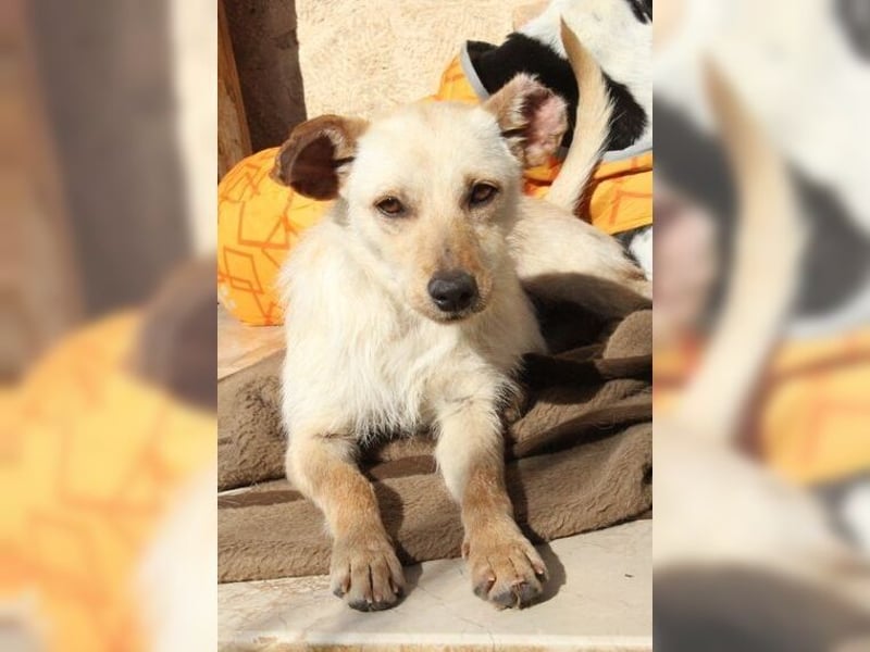 Minu, kleine, zarte, verspielte Zaubermaus