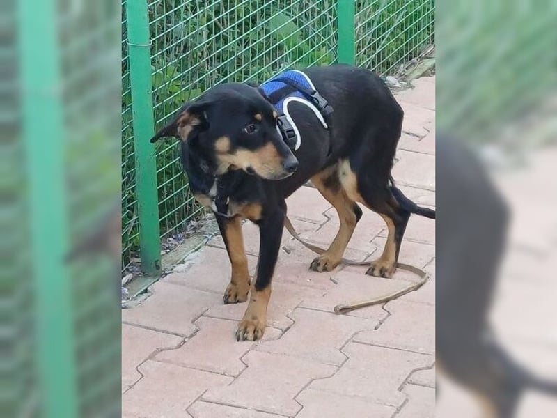 Polly, Angsthündin mit großem Herzen