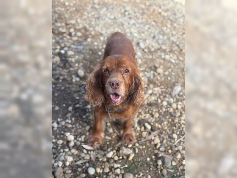 Joe Cocker, ein liebenswerter Senior