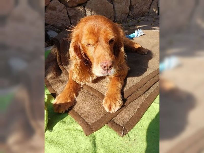 Joe Cocker, ein liebenswerter Senior