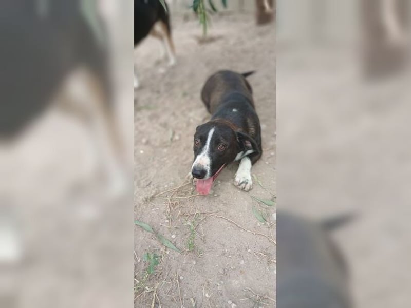 Budy, lustiger, verspielter, sozialer Rüde