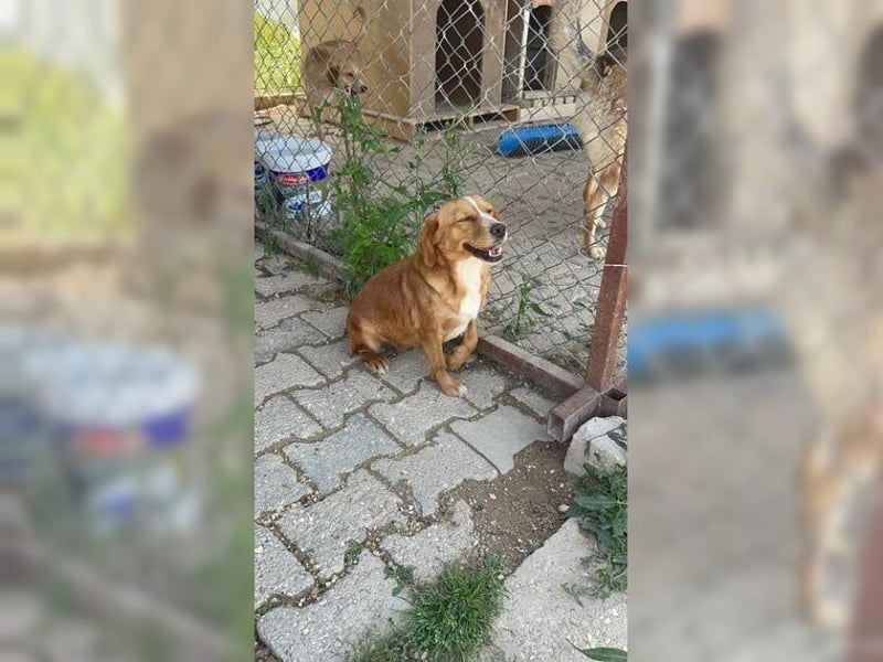 Molly, wenn sie vertraut, wird sie zum Clown