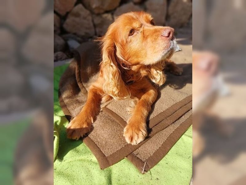 Joe Cocker, ein liebenswerter Senior