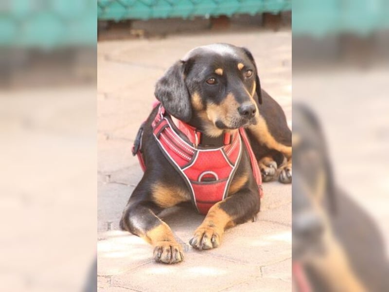 Polly, Angsthündin mit großem Herzen