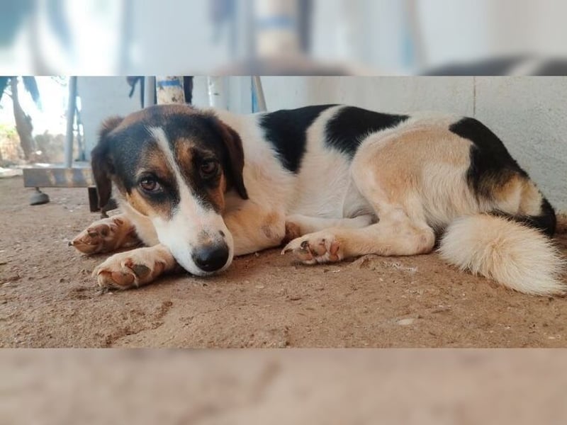 Frieda, liebevolle Hündin die einfach nur gefallen möchte