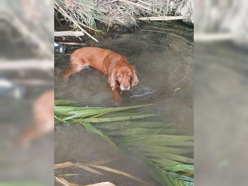 Joe Cocker, ein liebenswerter Senior