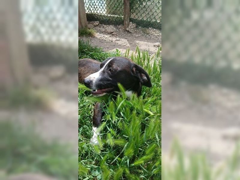 Budy, lustiger, verspielter, sozialer Rüde