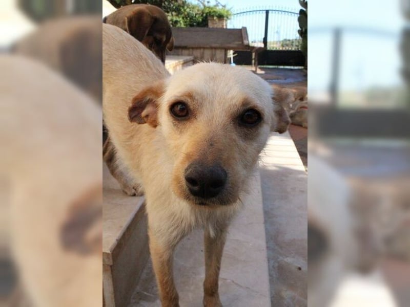 Minu, kleine, zarte, verspielte Zaubermaus