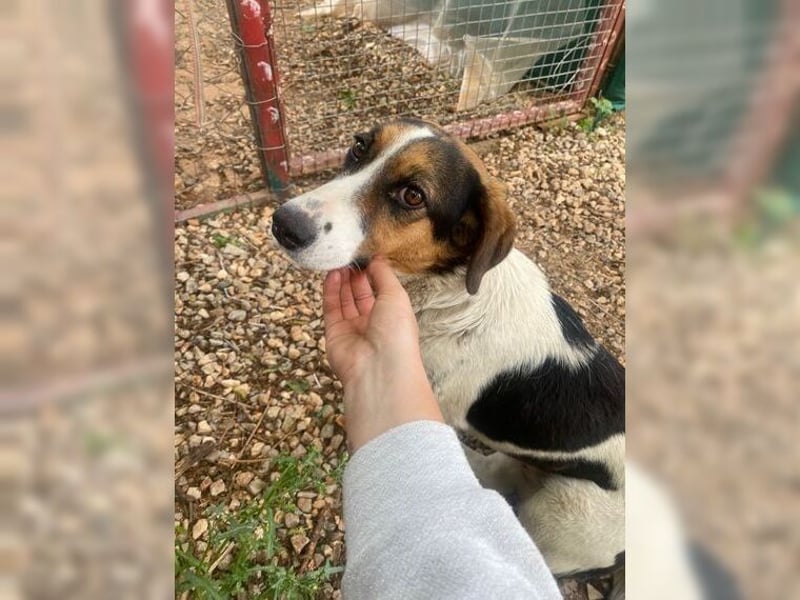 Frieda, liebevolle Hündin die einfach nur gefallen möchte