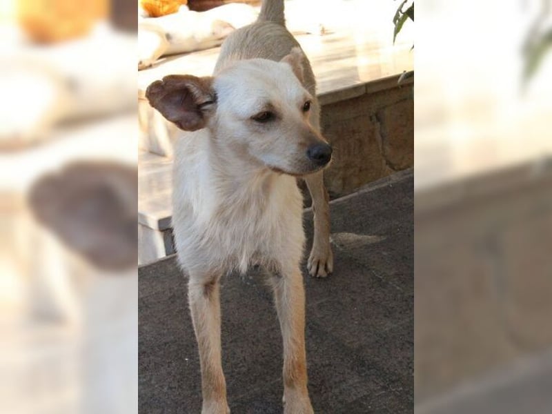 Minu, kleine, zarte, verspielte Zaubermaus