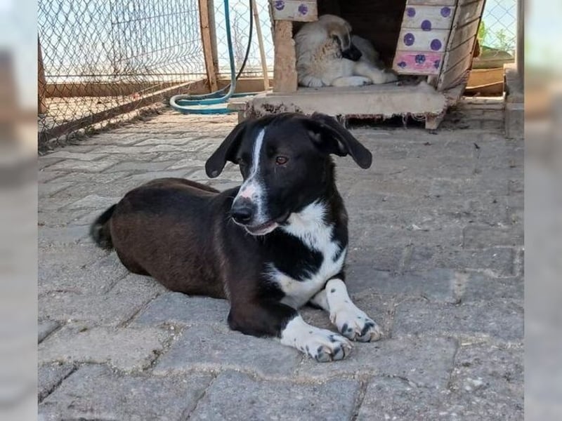 Budy, lustiger, verspielter, sozialer Rüde