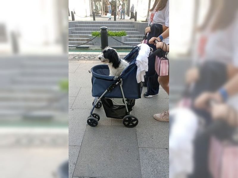 Tilly, Zaubermaus mit Handicap