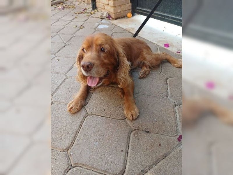 Joe Cocker, ein liebenswerter Senior