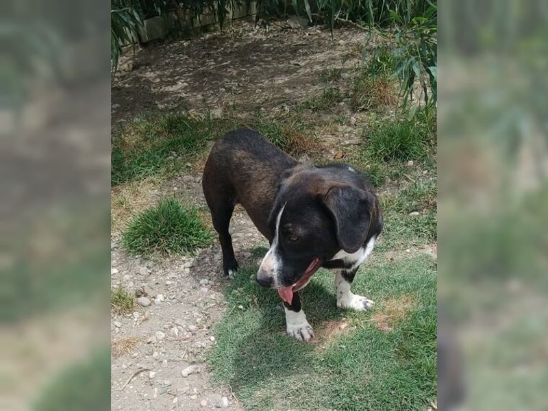 Budy, lustiger, verspielter, sozialer Rüde