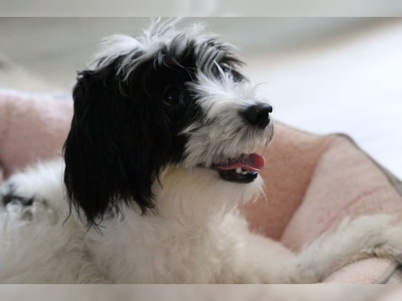 Tilly, Zaubermaus mit Handicap