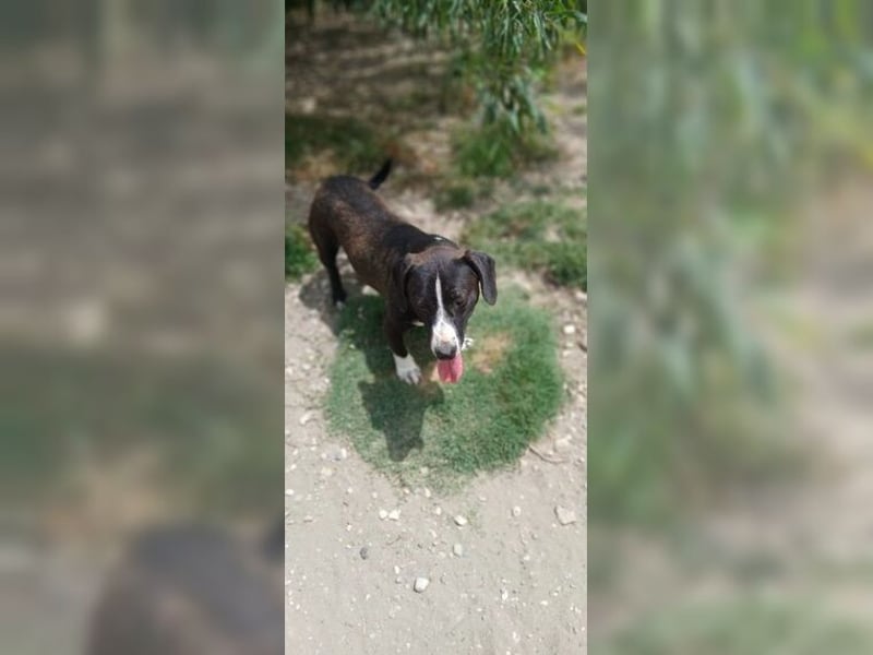 Budy, lustiger, verspielter, sozialer Rüde