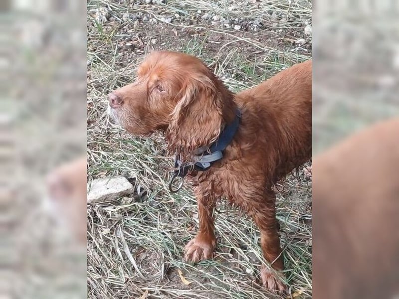 Joe Cocker, ein liebenswerter Senior