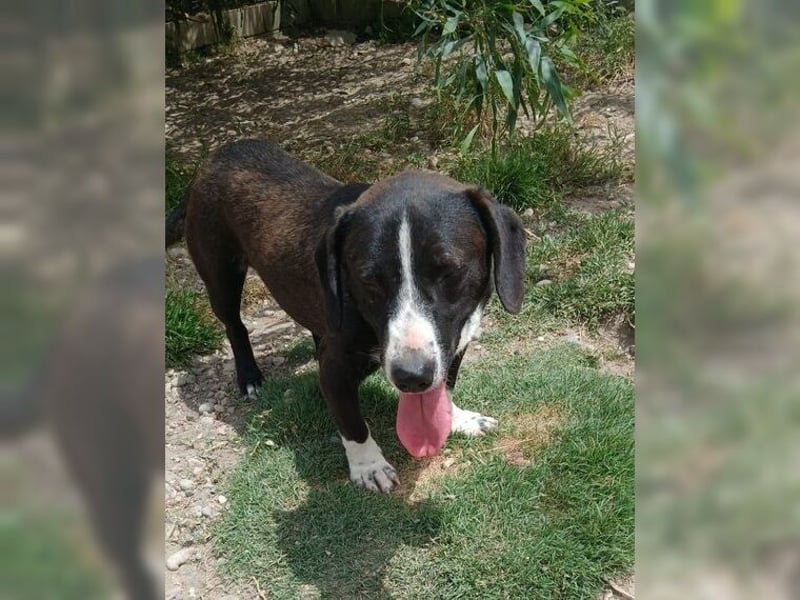 Budy, lustiger, verspielter, sozialer Rüde