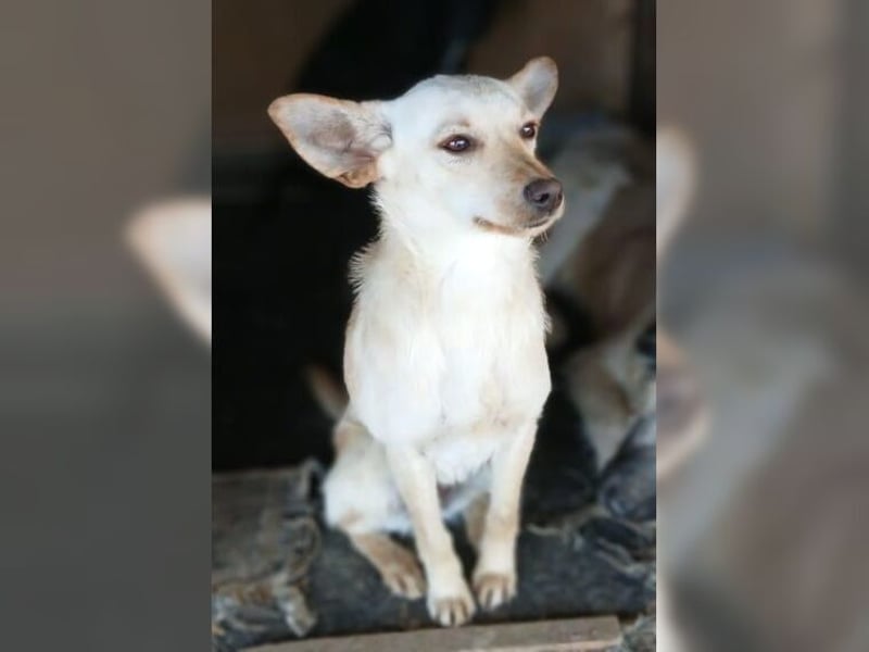 Minu, kleine, zarte, verspielte Zaubermaus