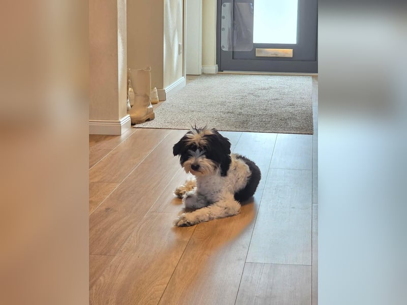 Tilly, Zaubermaus mit Handicap