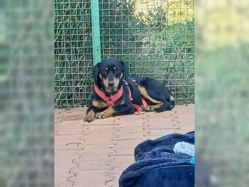 Polly, Angsthündin mit großem Herzen