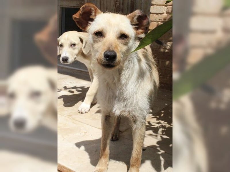 Minu, kleine, zarte, verspielte Zaubermaus