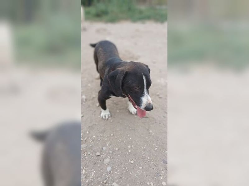Budy, lustiger, verspielter, sozialer Rüde