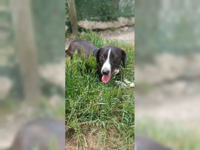 Budy, lustiger, verspielter, sozialer Rüde