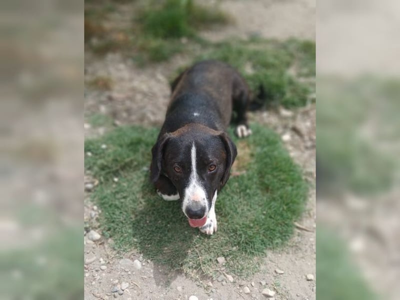 Budy, lustiger, verspielter, sozialer Rüde