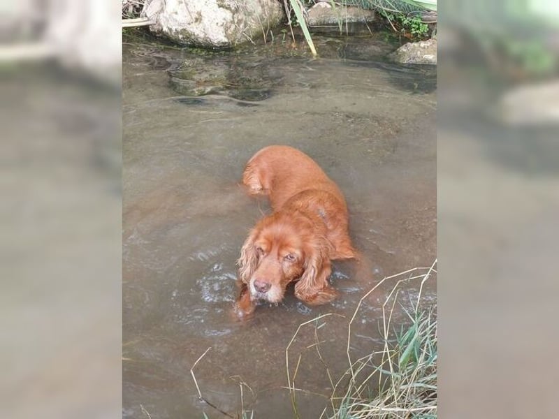 Joe Cocker, ein liebenswerter Senior
