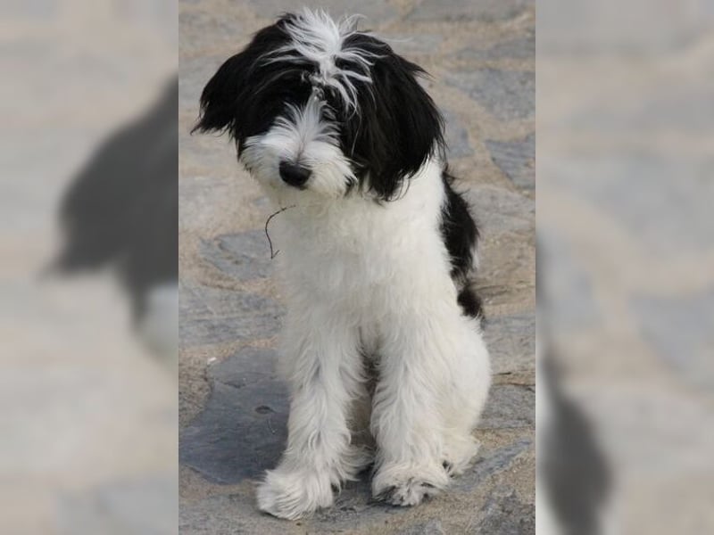 Tilly, Zaubermaus mit Handicap