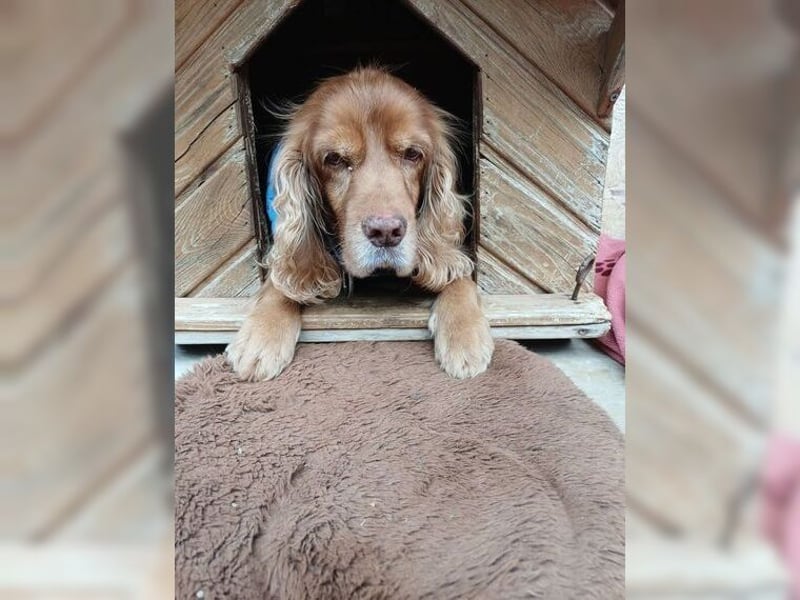 Joe Cocker, ein liebenswerter Senior