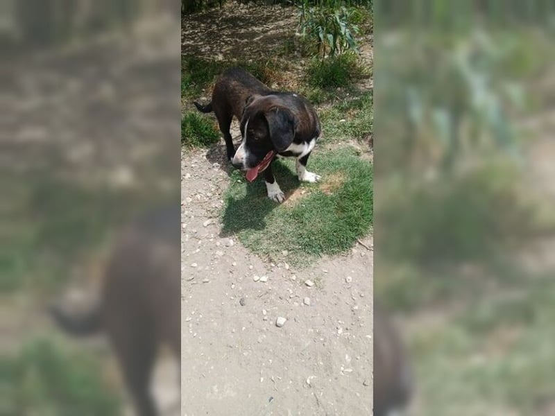 Budy, lustiger, verspielter, sozialer Rüde