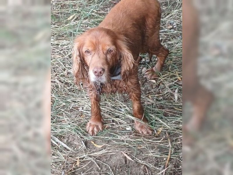 Joe Cocker, ein liebenswerter Senior