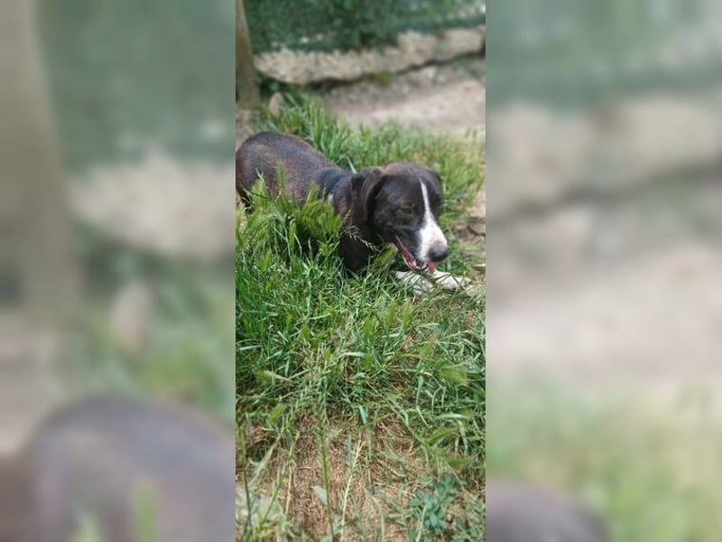 Budy, lustiger, verspielter, sozialer Rüde