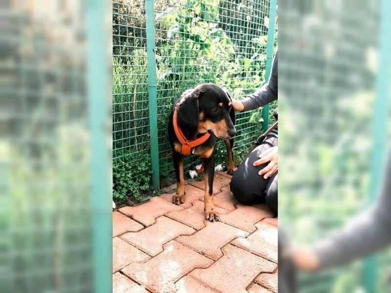 Polly, Angsthündin mit großem Herzen