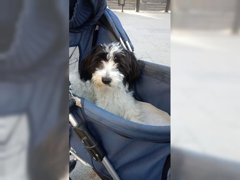 Tilly, Zaubermaus mit Handicap