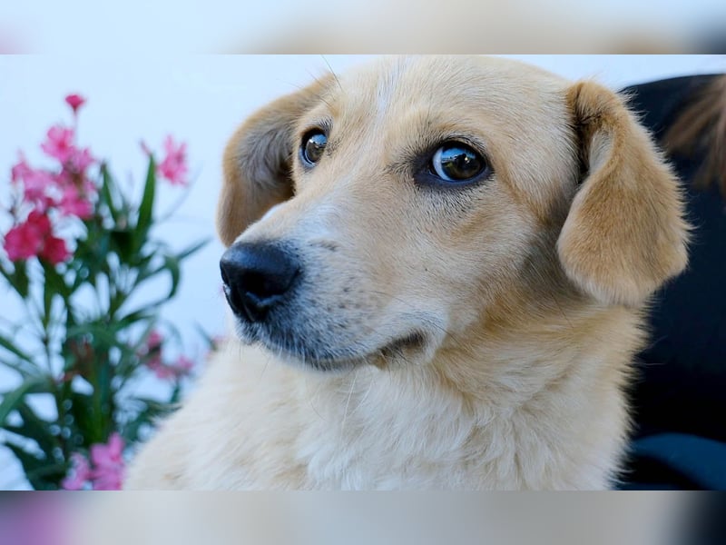 Zuckermäuschen Era sucht liebes Zuhause