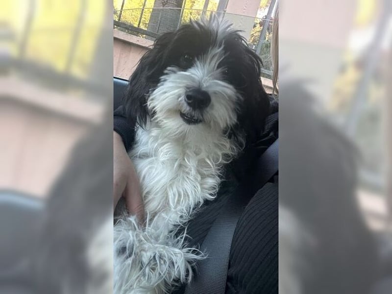 Tilly, Zaubermaus mit Handicap