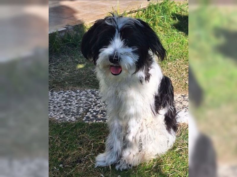 Tilly, Zaubermaus mit Handicap