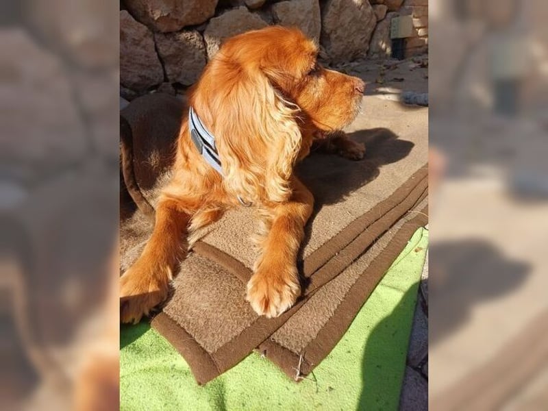 Joe Cocker, ein liebenswerter Senior